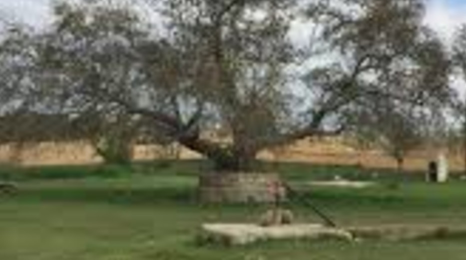 UŞAK EŞME ŞEHİTLİ KÖYÜNDE 550 M² ARSA SATILIKTIR - UŞAK EŞME fotoğraf 8